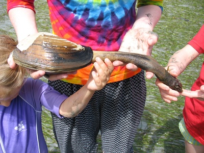 Pacific geoduck