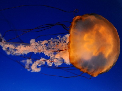 Pacific sea nettle