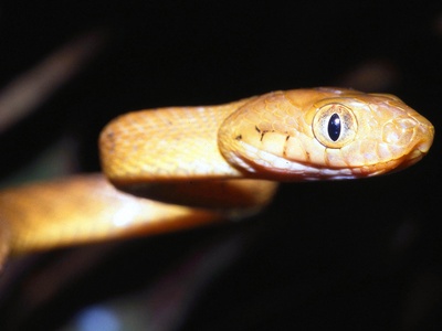 Pacific Tree Boa