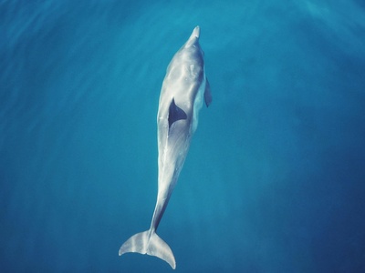 Pacific white-sided dolphin