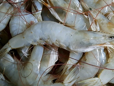 Pacific white shrimp