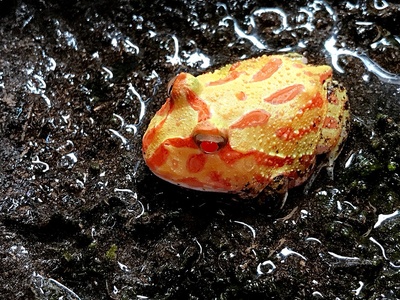 Pacman frog