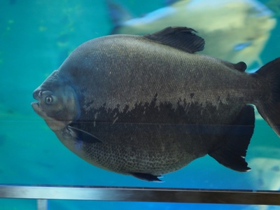 Pacu