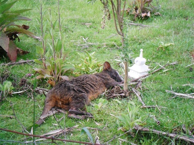 Pademelon