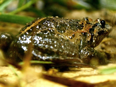 Painted frog