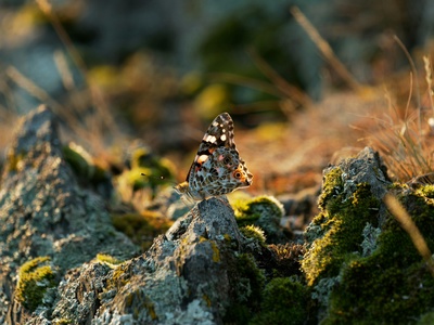 Painted lady