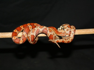 Painted Saw-scaled Viper