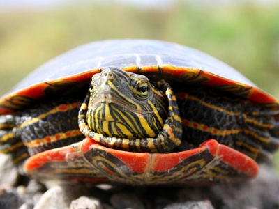 Painted turtle