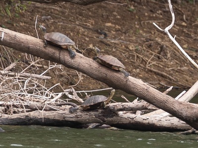 Painted wood turtle