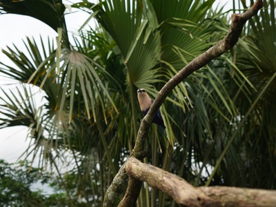 Palau Fantail