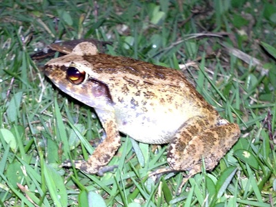Palau Frog