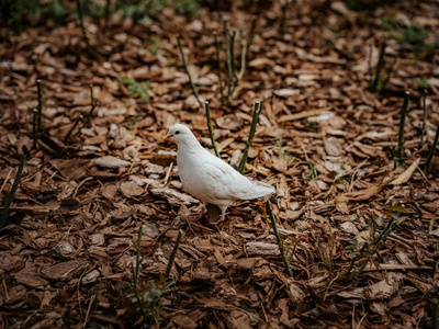 Palau Ground Dove