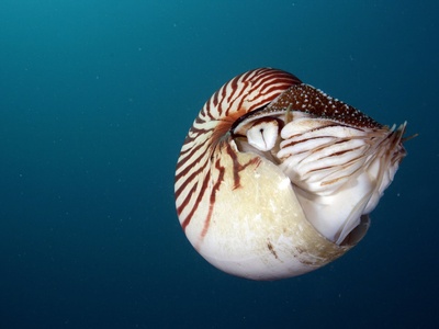 Palau Nautilus