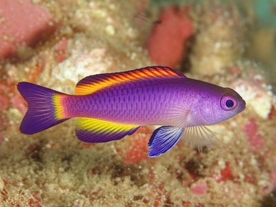 Palauan Dottyback