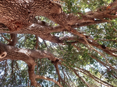 Palestine Oak