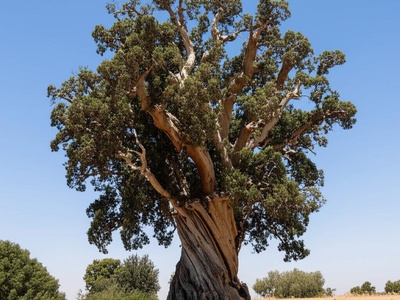 Palestine Pistachio