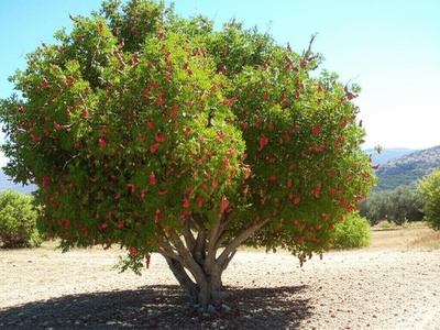 Palestine Terebinth