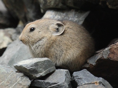 Pallas's pika