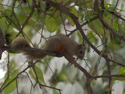 Pallas's Squirrel