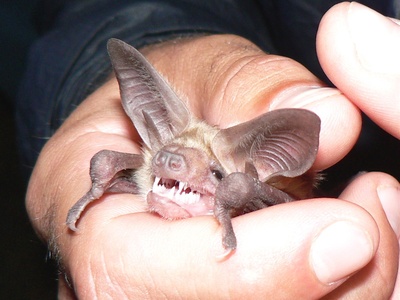 Pallid bat