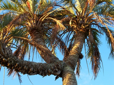 Palmera Butiá