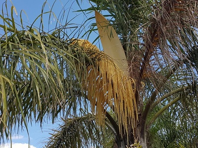 Palmera Pindó