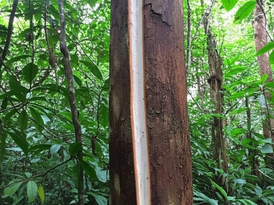 Palo de leche