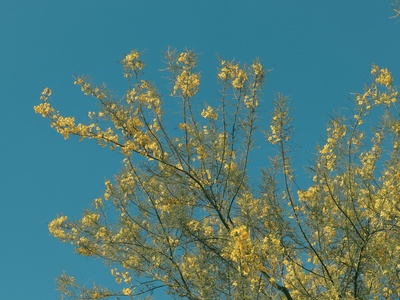 Palo Verde