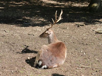 Pampas Deer