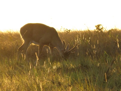 Pampas Deer