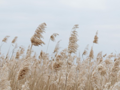 Pampas Grass