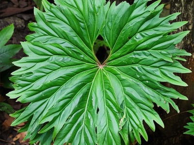 Panama Big-leaf