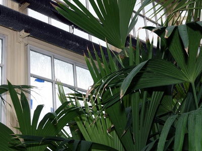 Panama Hat Palm