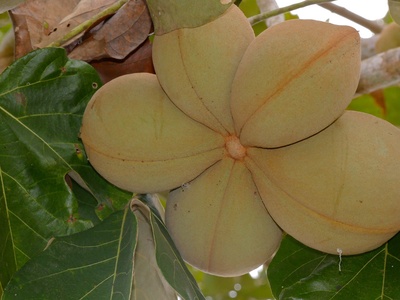 Panama Tree