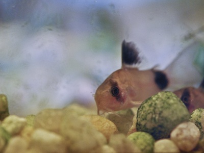 Panda cory