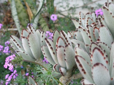 Panda Plant