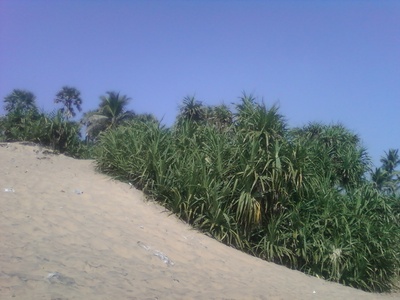 Pandanus