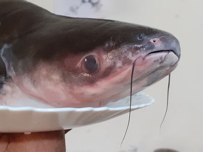 Pangasius (catfish)