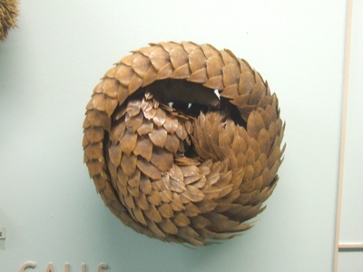Pangolin