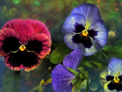 Pansy