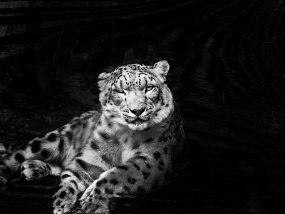 Panther