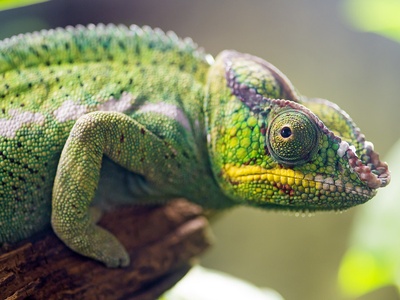 Panther chameleon