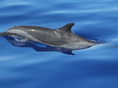 Pantropical Spotted Dolphin
