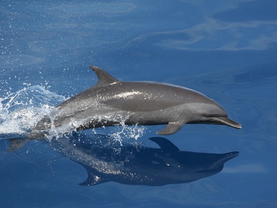 Pantropical spotted dolphin