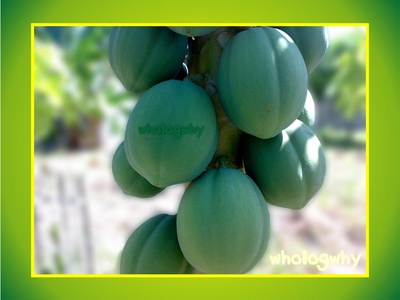 Papaya