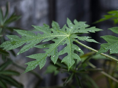 Papaya (Pawpaw)