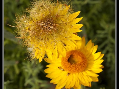 Paper Daisy