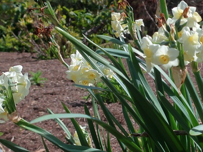 Paperwhite Narcissus