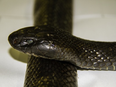 Papuan Blacksnake