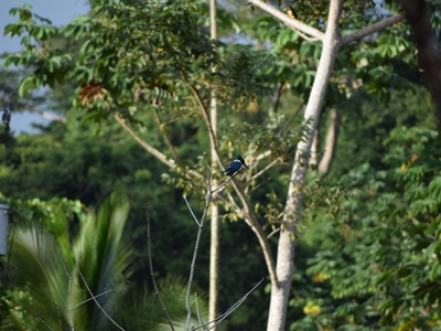 Papuan Whipbird